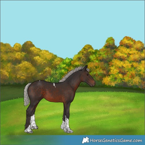 Horse Color:Silver Brown Tobiano 