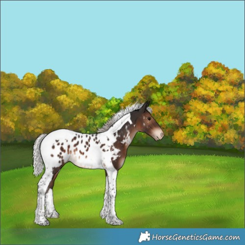 Horse Color:Silver Brown Tobiano Near Leopard 