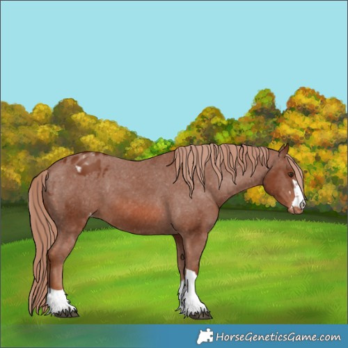 Horse Color:Chestnut Appaloosa