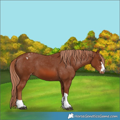 Horse Color:Chestnut Appaloosa 