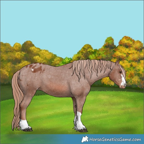 Horse Color:Chestnut Blanket 