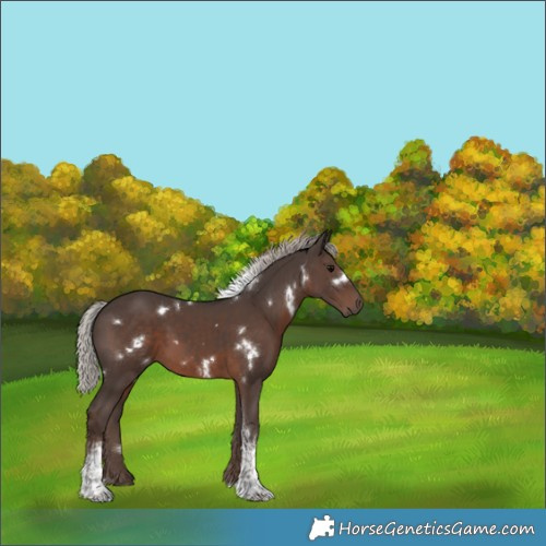 Horse Color:White Spotted Silver Black Tobiano Rabicano