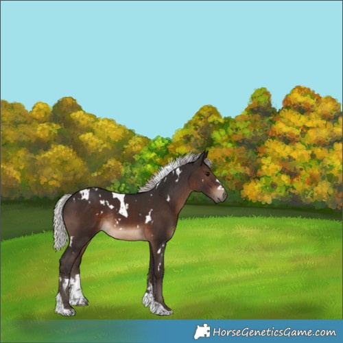 Horse Color:White Spotted Silver Brown Tobiano Rabicano 