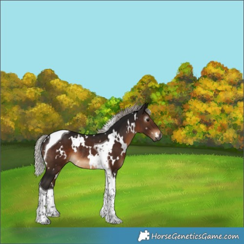 Horse Color:Gray White Spotted Silver Brown Tobiano Rabicano
