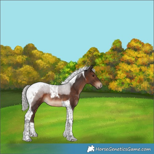 Horse Color:Silver Brown Tobiano Rabicano