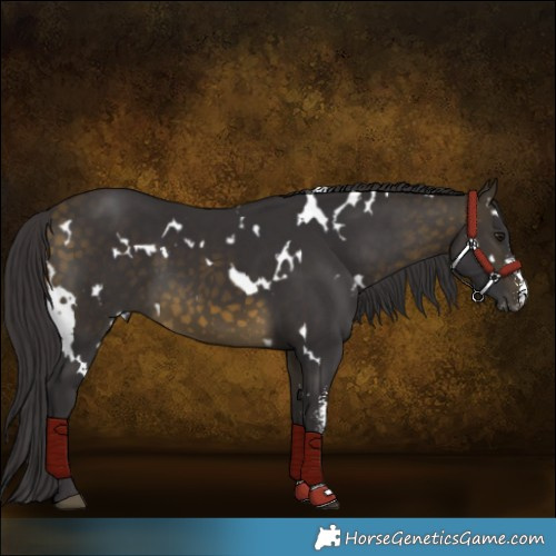 Horse Color:White Spotted Buckskin Sabino