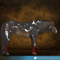 Horse Color:White Spotted Buckskin Sabino 