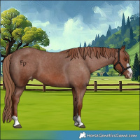 Horse Color:Chestnut Appaloosa 