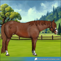 Horse Color:Chestnut Appaloosa 