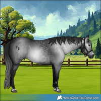 Horse Color:Gray Black