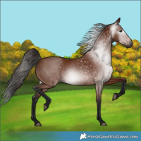 Horse Color:Gray Bay 