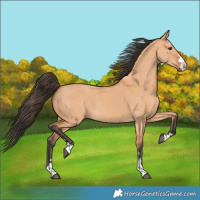 Horse Color:Bay Dun 