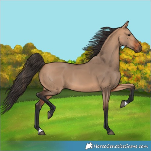 Horse Color:Bay Dun 