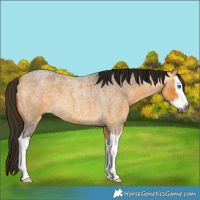 Horse Color:Gray Buckskin Roan Splash 