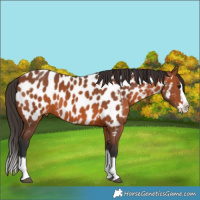 Horse Color:Bay Splash Appaloosa