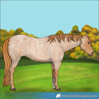 Horse Color:Red Roan Sabino 