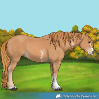 Horse Color:Chestnut Sabino 
