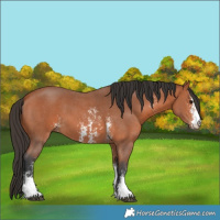 Horse Color:Bay Sabino 