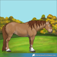 Horse Color:Unknown 