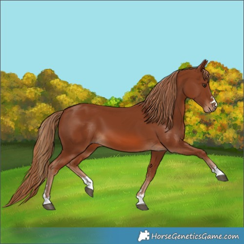 Horse Color:Chestnut 