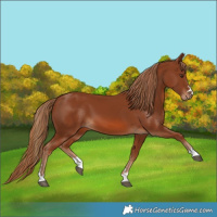 Horse Color:Chestnut 