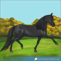 Horse Color:Black 