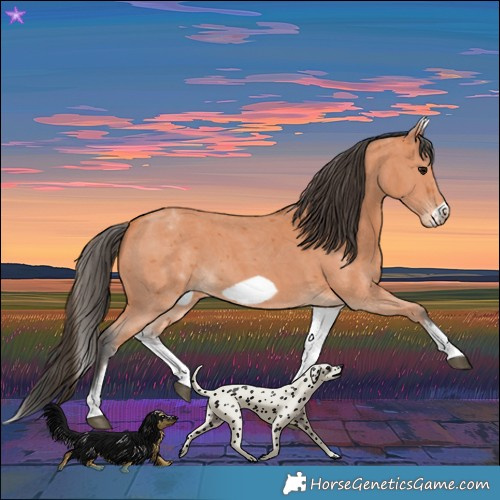 Horse Color:White Spotted Bay Sabino Frame 