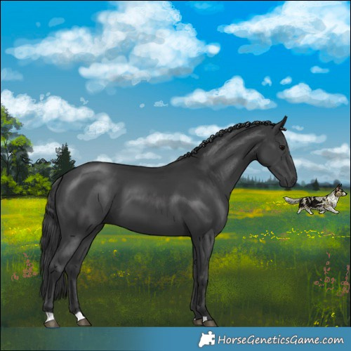 Horse Color:Black 