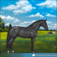 Horse Color:Black 