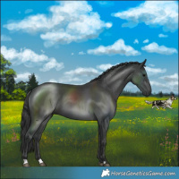 Horse Color:Black 