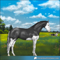Horse Color:Black Splash 