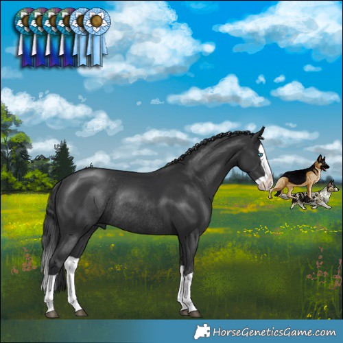 Horse Color:Black Splash Rabicano 