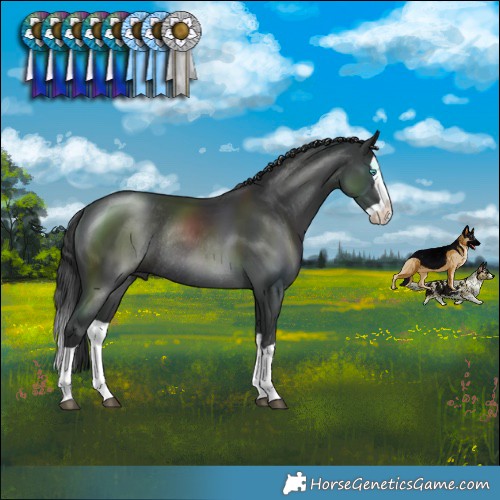 Horse Color:Black Splash Rabicano 