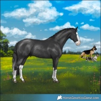 Horse Color:Black Splash Rabicano 