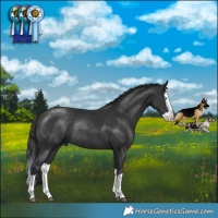 Horse Color:Black Splash Rabicano 