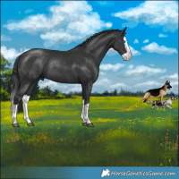 Horse Color:Black Splash Rabicano