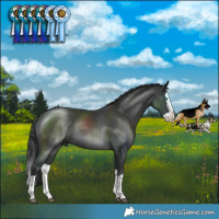 Horse Color:Black Splash Rabicano