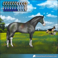 Horse Color:Black Splash Rabicano 