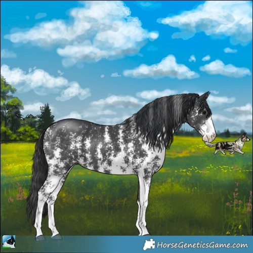 Horse Color:Black Sabino