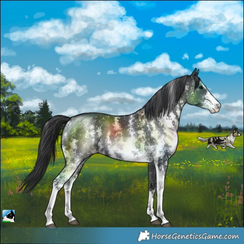 Horse Color:Black Sabino 