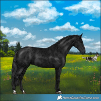 Horse Color:Black Ice