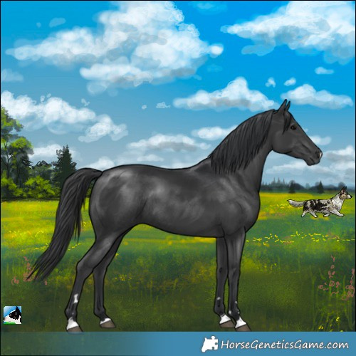 Horse Color:Black Rabicano