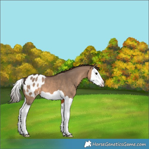 Horse Color:Brown Dun Splash Appaloosa 