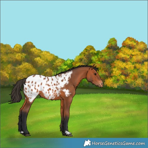 Horse Color:Bay Appaloosa 