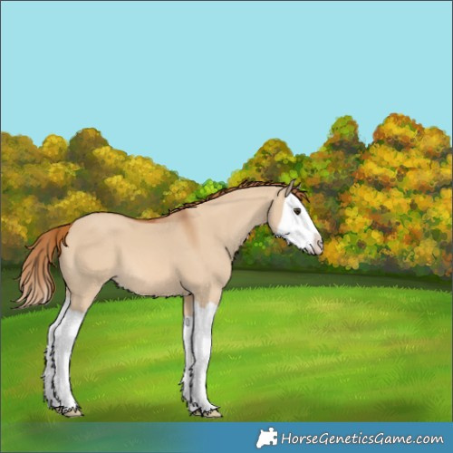 Horse Color:Red Dun Splash 