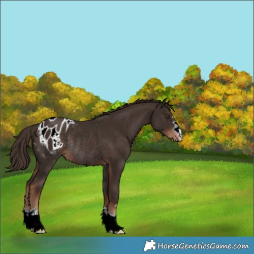Horse Color:Liver Chestnut Appaloosa Rabicano 