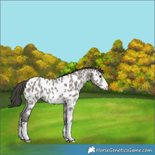 Horse Color:Grullo Sabino Appaloosa Rabicano 