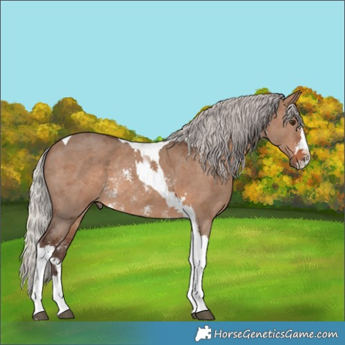 Horse Color:Silver Brown Dun Sabino Tobiano Rabicano