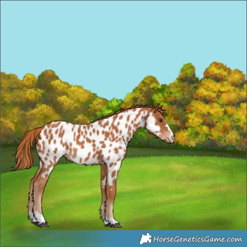 Horse Color:Chestnut Appaloosa 