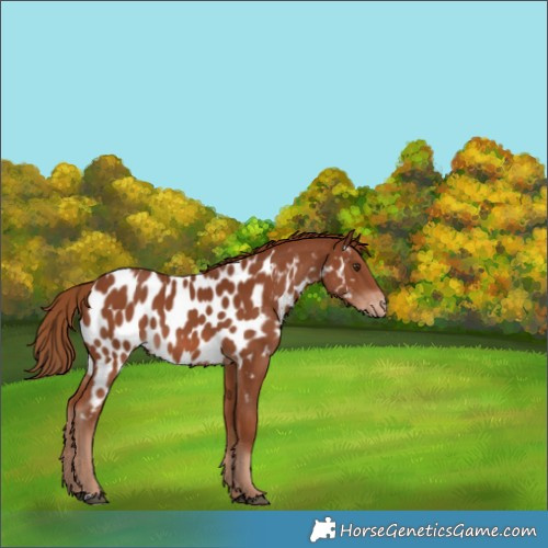 Horse Color:Chestnut Appaloosa 